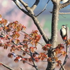 アカゲラ桜