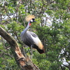 ネオパークオキナワの鳥たち　２