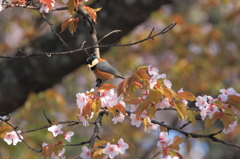 山雀桜