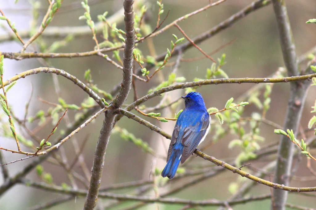 幸せの青い鳥