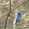 幸せの青い鳥