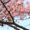 ニュウナイ桜