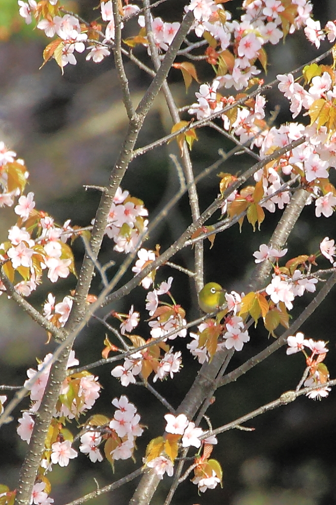 メジロ桜♪