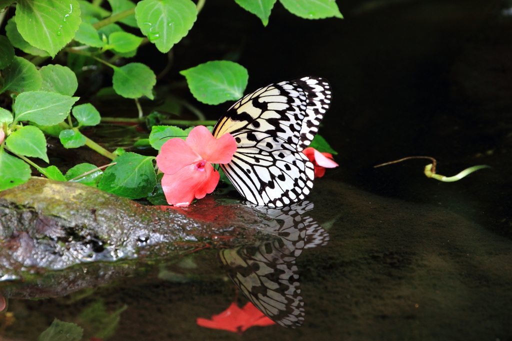 水鏡