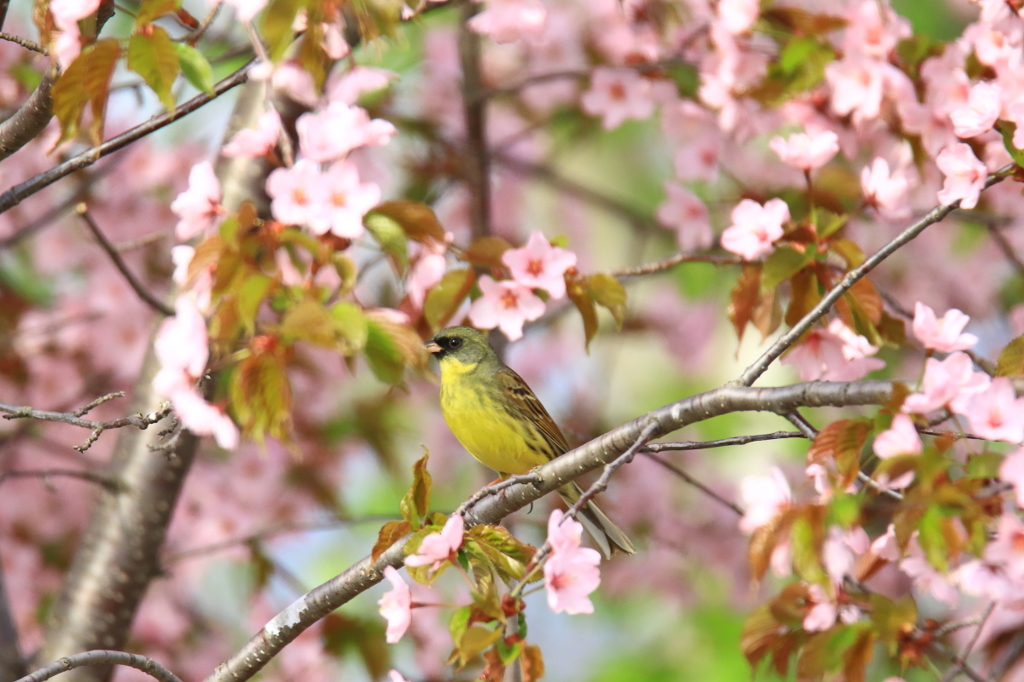 アオジ殿桜(*^-^*)