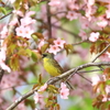 アオジ殿桜(*^-^*)