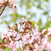 花かご(*^^*)