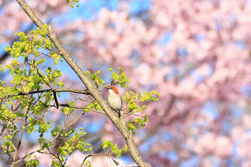ニュウナイ桜