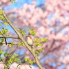 ニュウナイ桜