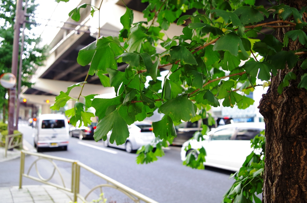 自然がすきです！