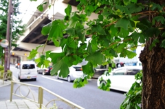 自然がすきです！