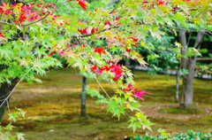 紅葉してる？