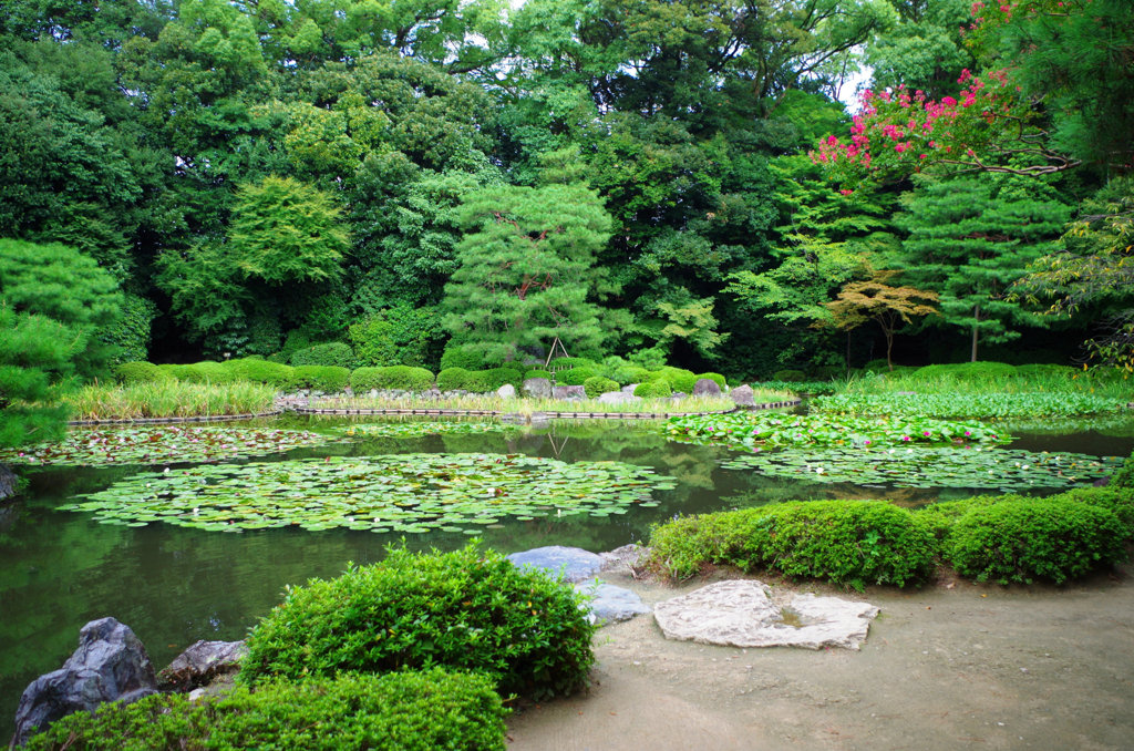 池にでた