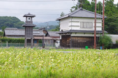 枯れてるひまわり
