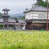 枯れてるひまわり