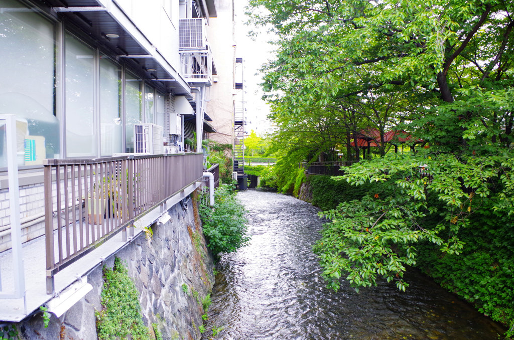 緑が気持ちいいです
