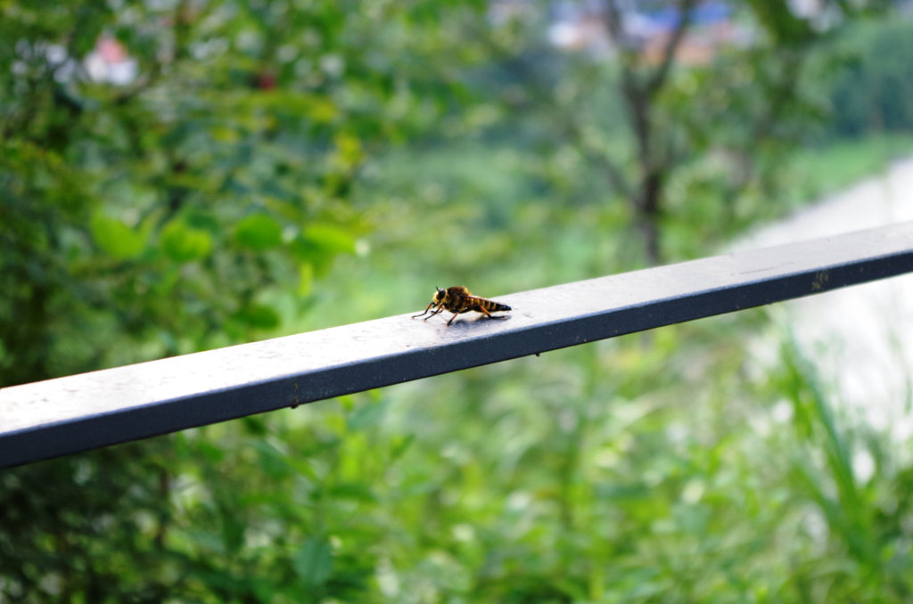 虫いっぱいいる！