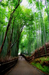 竹林の道に戻る