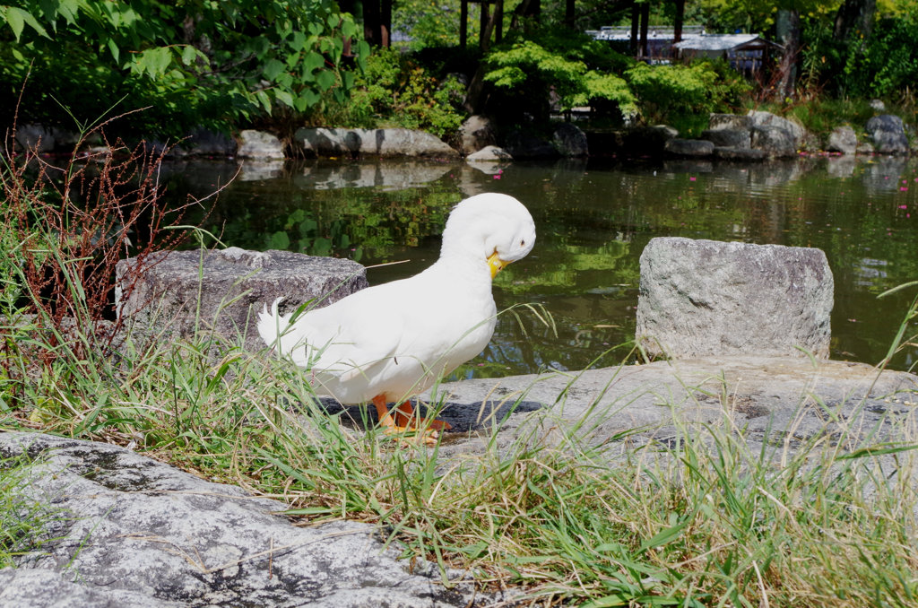 あひる