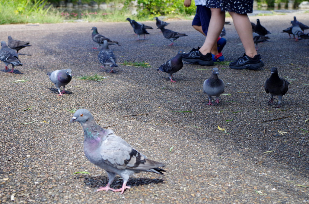 鳩