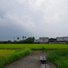 いちめんたんぼ・・・これが安芸か