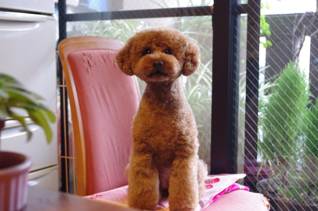 モデル気取り（笑）