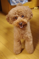 首をかしげて・・・