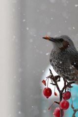 花も団子も♪