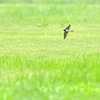 flying－1