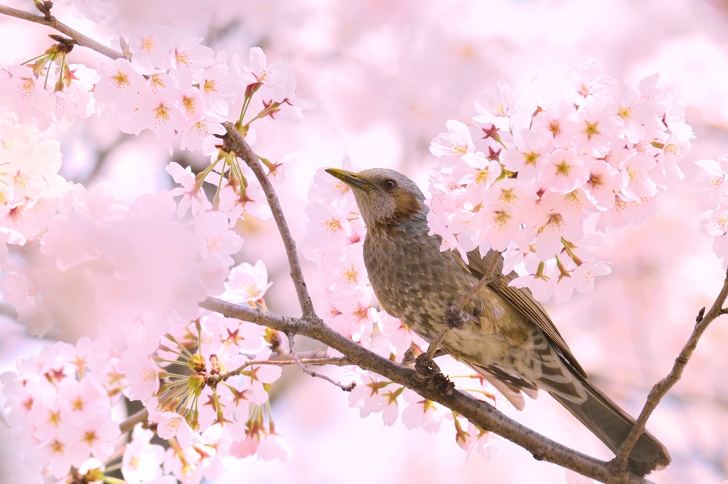 春っていいな～♪