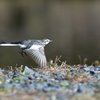 春の飛翔－2