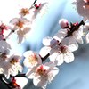 春撮り