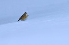 雪化粧にそっと