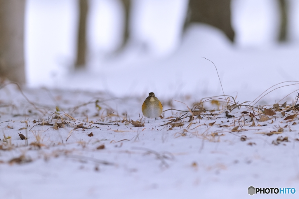 雪景色の中で♪