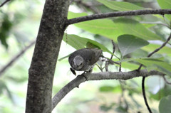 捕まえた!!（野鳥シリーズ①）