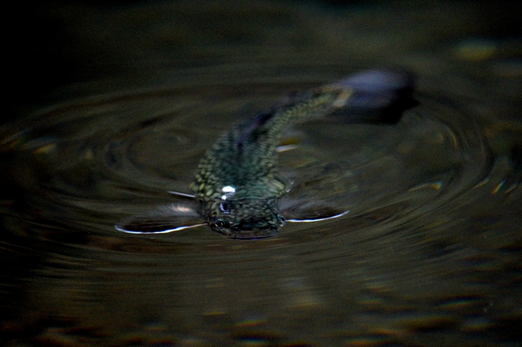 岩魚