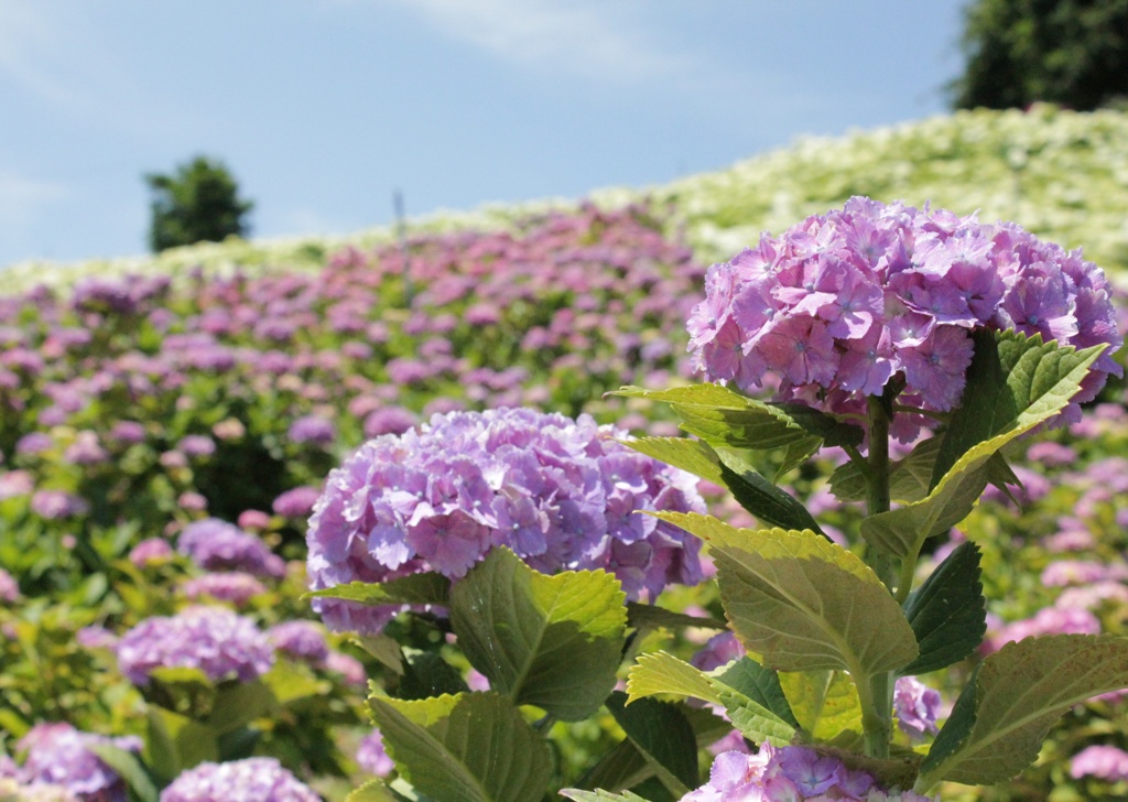 hydrangea wall