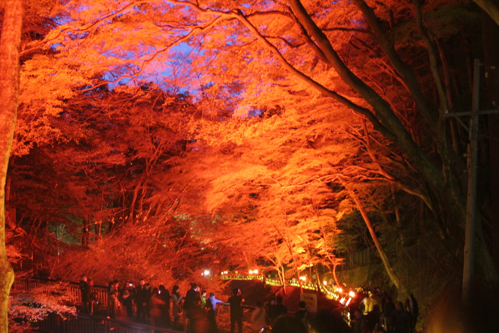 養老の滝