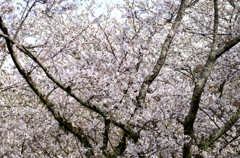 眉山　西部公園の桜