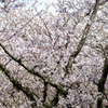 眉山　西部公園の桜