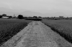 田舎道