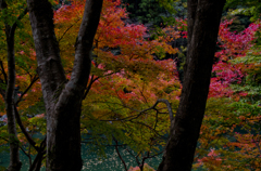 祖谷渓の紅葉