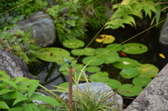 蜻蛉（妙心寺）