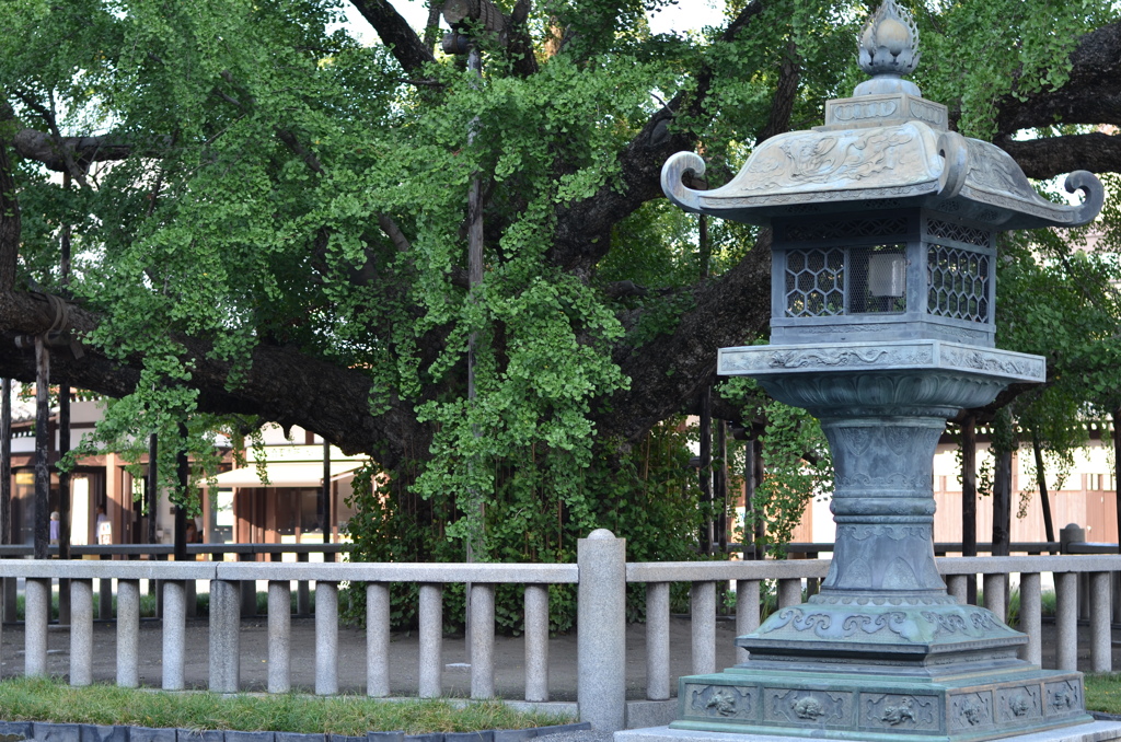 灯籠と大銀杏（西本願寺）