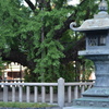 灯籠と大銀杏（西本願寺）