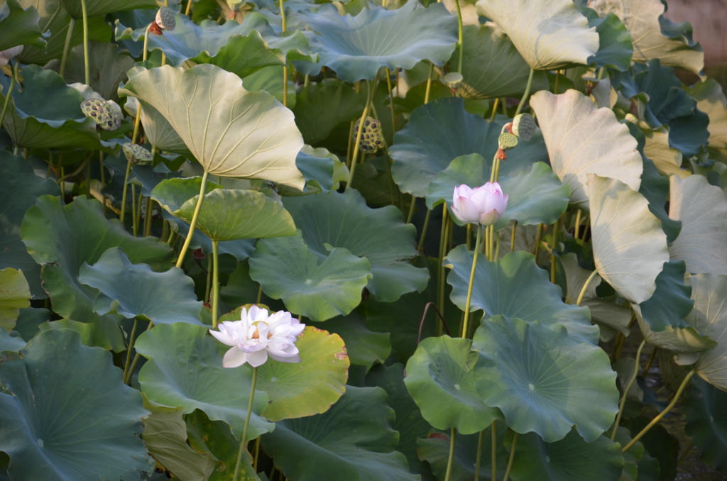 八条ヶ池の蓮（長岡天満宮）