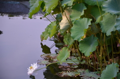 八条ヶ池の蓮（長岡天満宮）