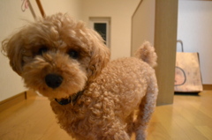 階段登ってきたけど何か？