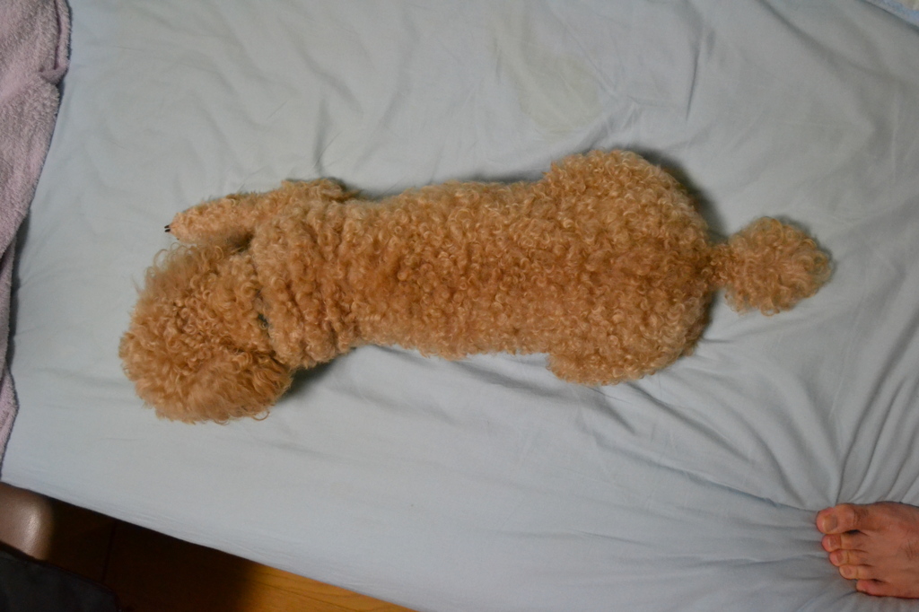 ぺたーーーーっ