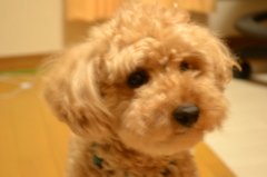 トイプードルのレオ